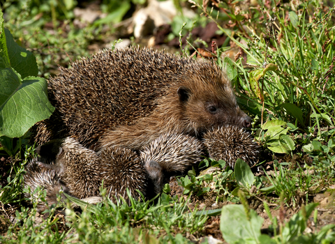 Hedgehog and hoglets