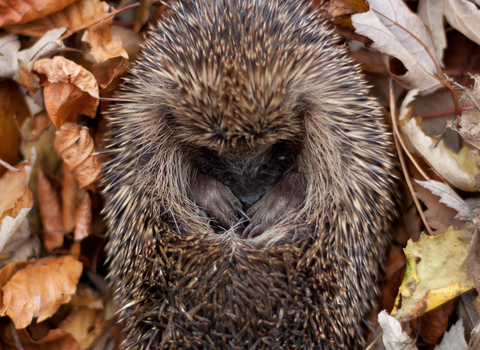 Hedgehog (C) Tom Marshall