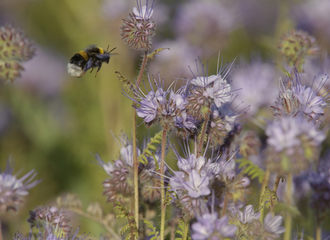 Buff tailed bumble bee