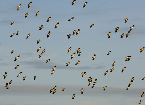 A flock of lapwing flying in the air