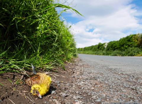 Yellowhammer dead at the side of the road