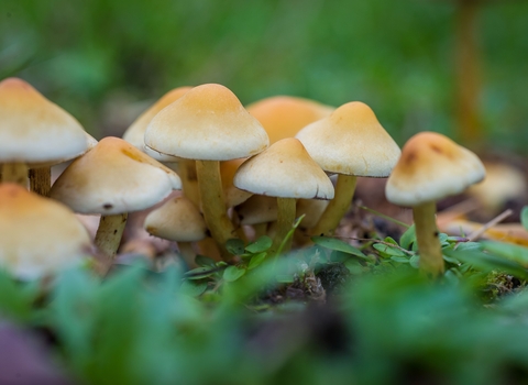Sulphur tuft fungi growing together on a woodland edge