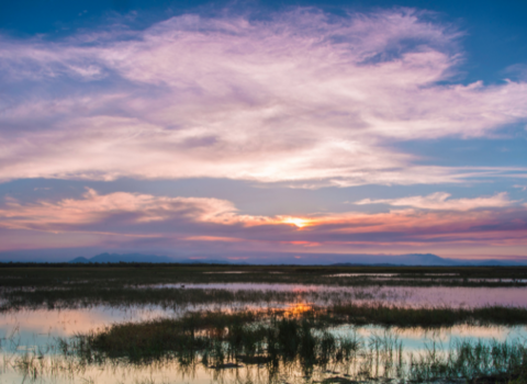 Suns light beaming down on a wetland