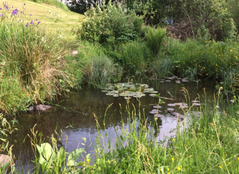 A Wildlife Pond with plenty of vegetation around it and a pond lilly floating on the surface - taken in Spring/Summer