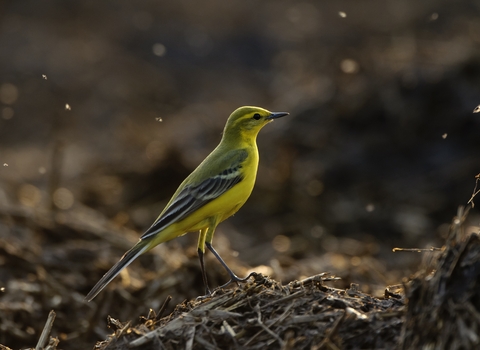 Male Yellow Wagtail