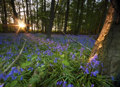 Bluebells in evening sun