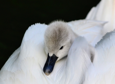 The head of a fluffy grey cygnet (baby swan) is poking out of the pure white feathers of its parent, upon whose back it is sitting.