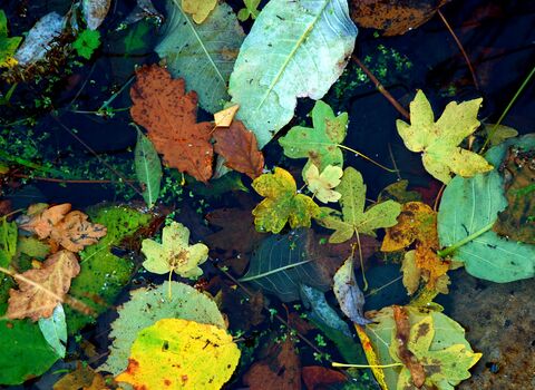 Brown, yellow, orange and green fallen leaves of different shapes and sizes floating on the still reflective surface of a pond.