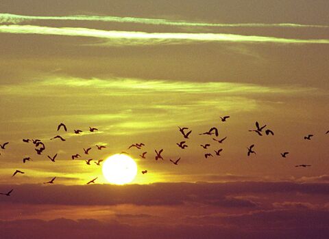 A flock of medium sized birds are flying in a horizontal line, silhouetted black against the setting sun