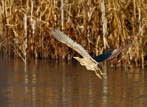 Bittern at Amwell 