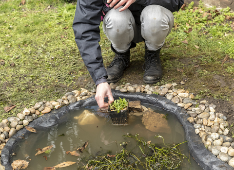 Creating a pond