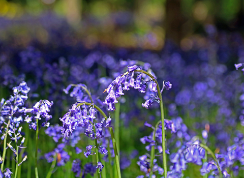 Bluebells 