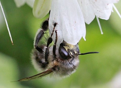 Hairy-footed Flower Bee