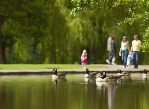 People walking alongside a lake in a park on a sunny summer day. There are Canada Geese swimming in the lake.