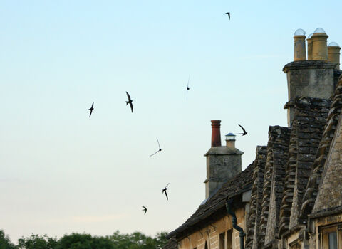 Silhouetted Swifts at sunset flying above old brick houses