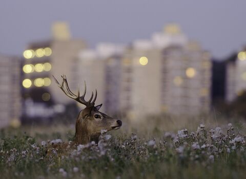 Red deer (Cervus elephus), Richmond Park, London