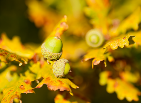 Acorns and autumn leaves