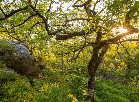 The sun shining through the trees of a temporate rainforest, with ferns and moss rocks covering the forest floor