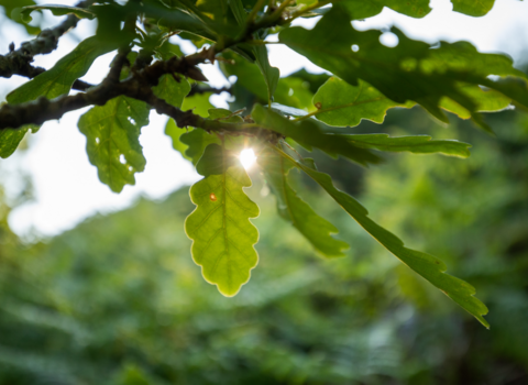 Oak leaf