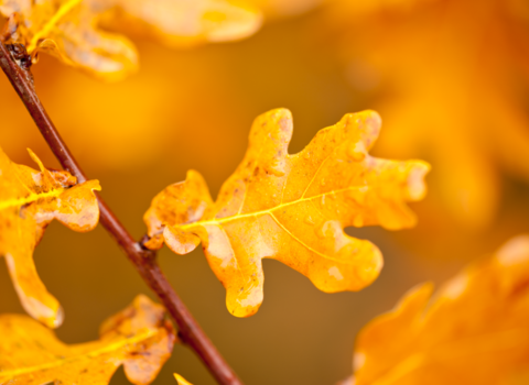 Autumn oak leaves