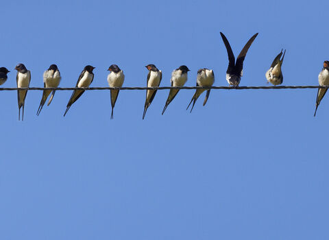 Swallows on a wire