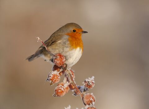 A Robin perching on a frosty branch laden with red berries
