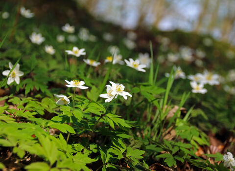White flowers with six petals and a yellow centre growing up from the forest floor.