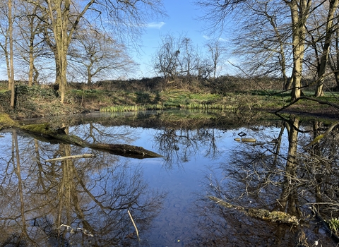 A large clear pond with trees dotted along its banks under a bright blue sky
