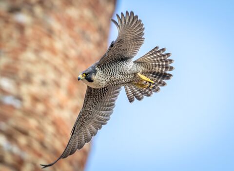A Peregrine Falcon soaring past a tower at St Albans Cathedral
