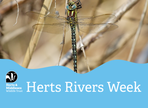 A photo of a dragonfly with a blue wavy box overlaid at the bottom which has the Herts and Middlesex Wildlife Trust logo in the bottom left corner and the text "Herts Rivers Week"