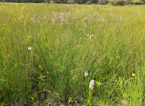 Pale pink orchids dotted amongst long grass in a meadow.
