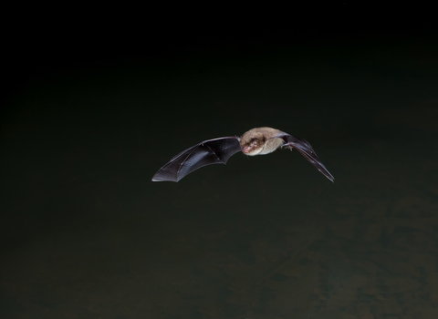 bat 2