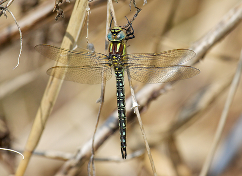 Blue and black dragonfly
