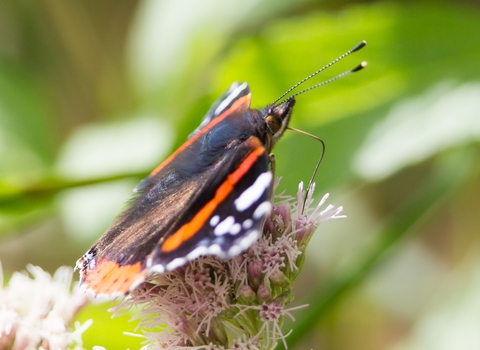Red Admiral