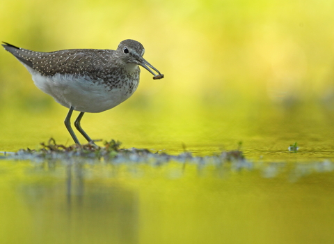 Photo of a Green Sandpiper