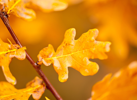 Orange-brown oak leaves