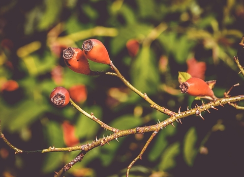 Red oval shaped rosehips growing from wild roses in a hedgerow