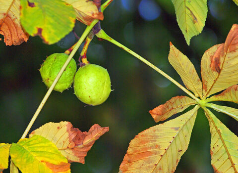 Horse Chestnut leaves that are turning yellow-brown. They are darkest at the outer edges.
