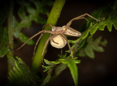 Nursery Web Spider 