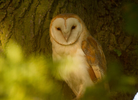 barn owl in tree