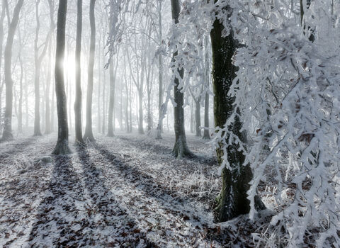 Beech woodland in snow