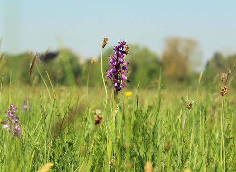 Green-winged Orchid at Hunsdon Mead 