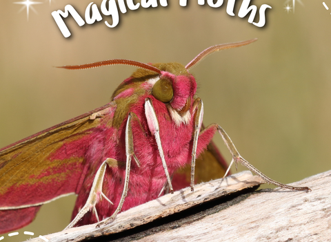 A pink, fluffy Elephant Hawk Moth