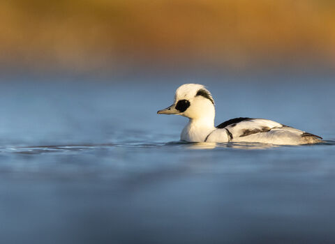 A male smew, a beautiful black and white duck, swimming across a lake