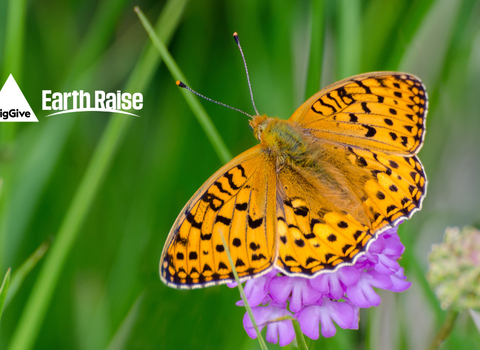 An ornage butterfly with checkered black markings sitting on a purple flower with its wings spread. In the top left corner and Herts and Middlesex Wildlife Trust and the Big Give Earth Raise's logo