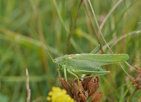 Great Green Bush-cricket 
