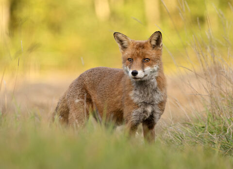 A red fox facing the camera side on, looking off into the distance. It is stood in a grassy field, with trees and bushes visible out of focus in the background