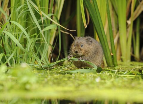 Water Vole