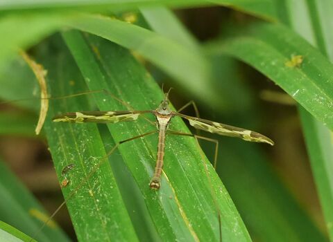 A crane fly with a very long thin body, very long thin legs and long knife shaped wings that stick out at 90 degrees from its body.