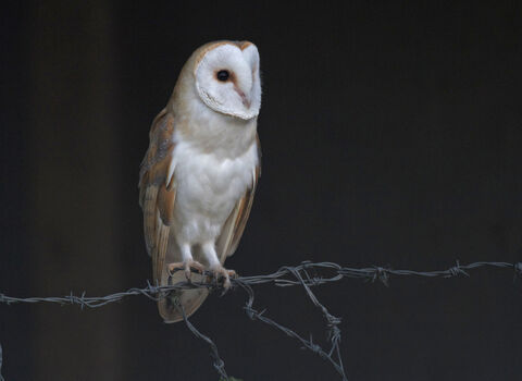 A pale white owl with a heart shaped face and big eyes. Looks kinda like an apple core! 